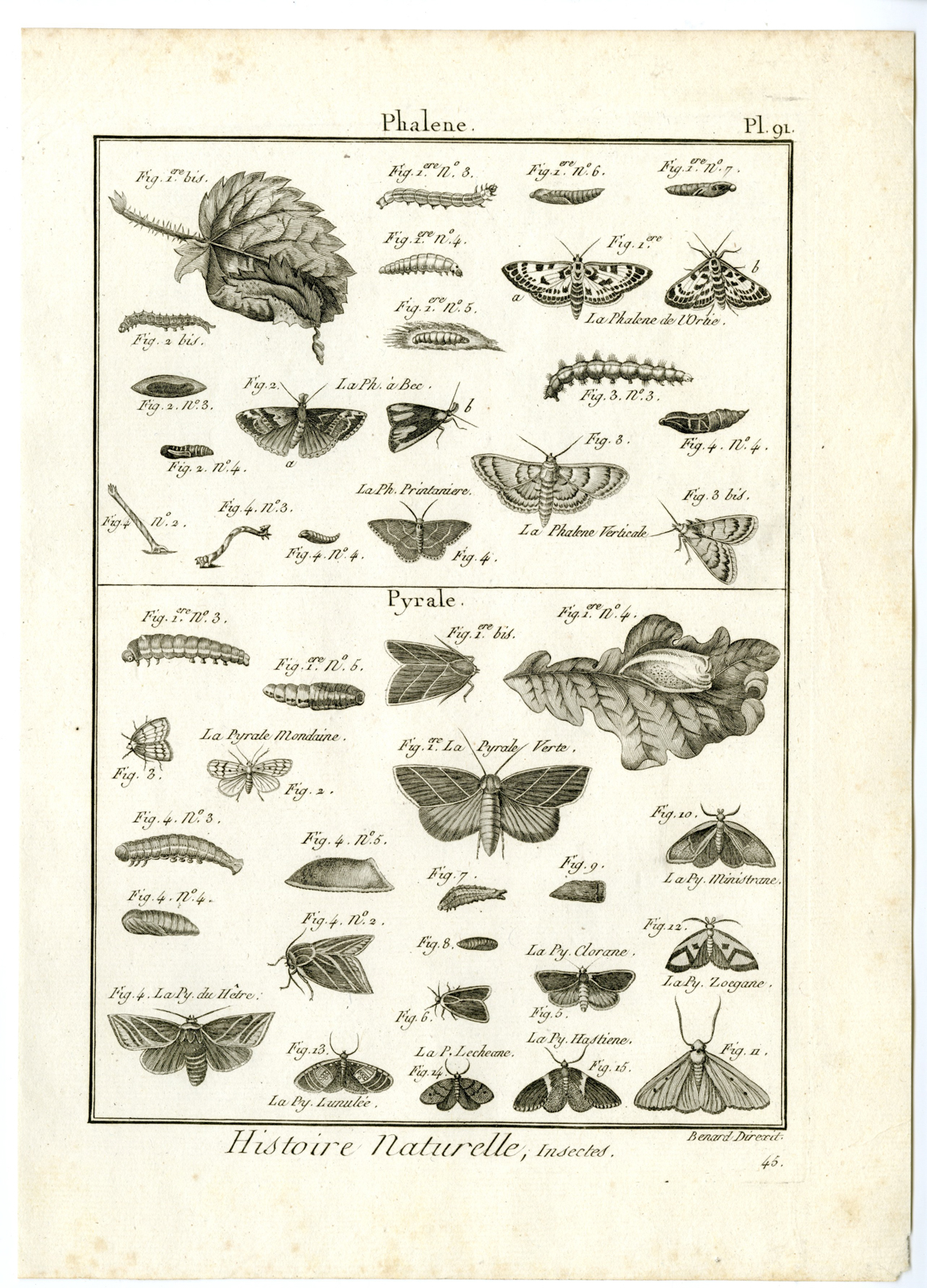 , Catalogue-INSECTS-BUTTERFLY-MOTHS-Panckoucke-1797, Pictura Antique Prints