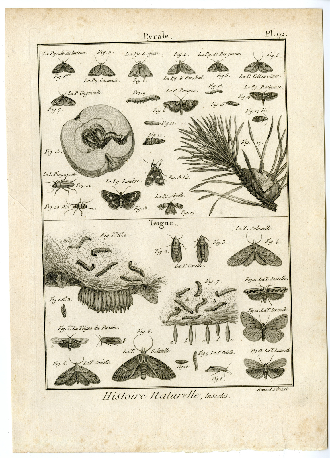 , Catalogue-INSECTS-BUTTERFLY-MOTHS-Panckoucke-1797, Pictura Antique Prints