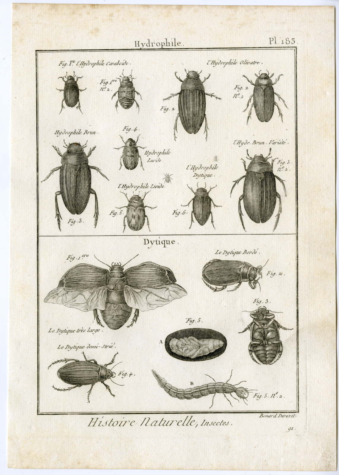 , Catalogue-Ad’l INSECTS-beetles-Panckoucke-1797, Pictura Antique Prints