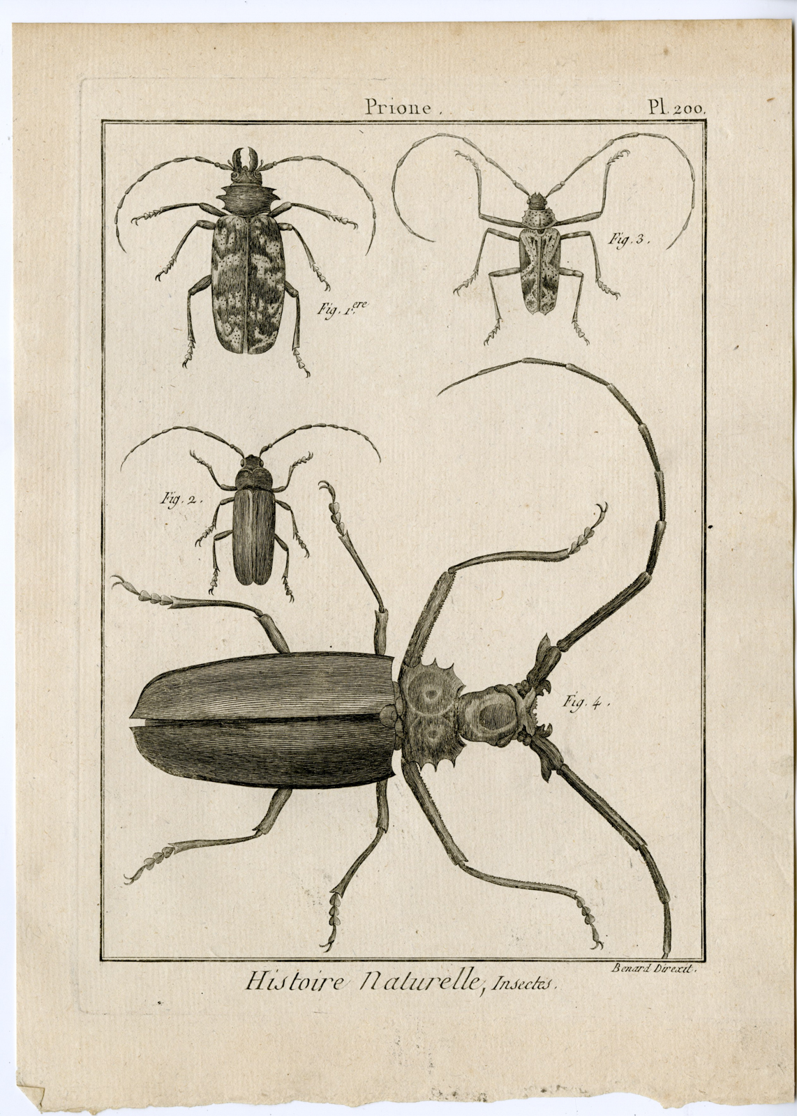 , Catalogue-Ad’l INSECTS-beetles-Panckoucke-1797, Pictura Antique Prints