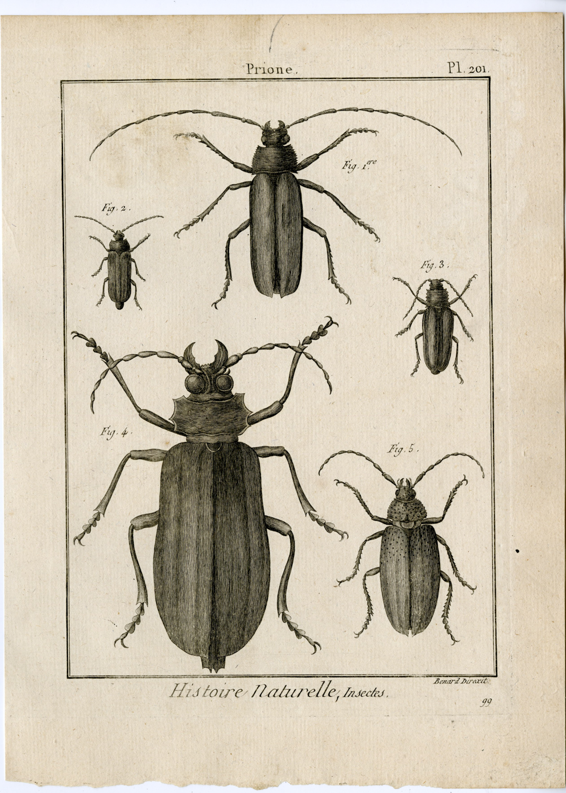 , Catalogue-Ad’l INSECTS-beetles-Panckoucke-1797, Pictura Antique Prints