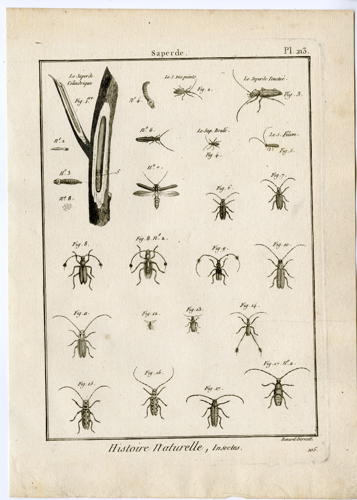 , Catalogue-Ad’l INSECTS-beetles-Panckoucke-1797, Pictura Antique Prints