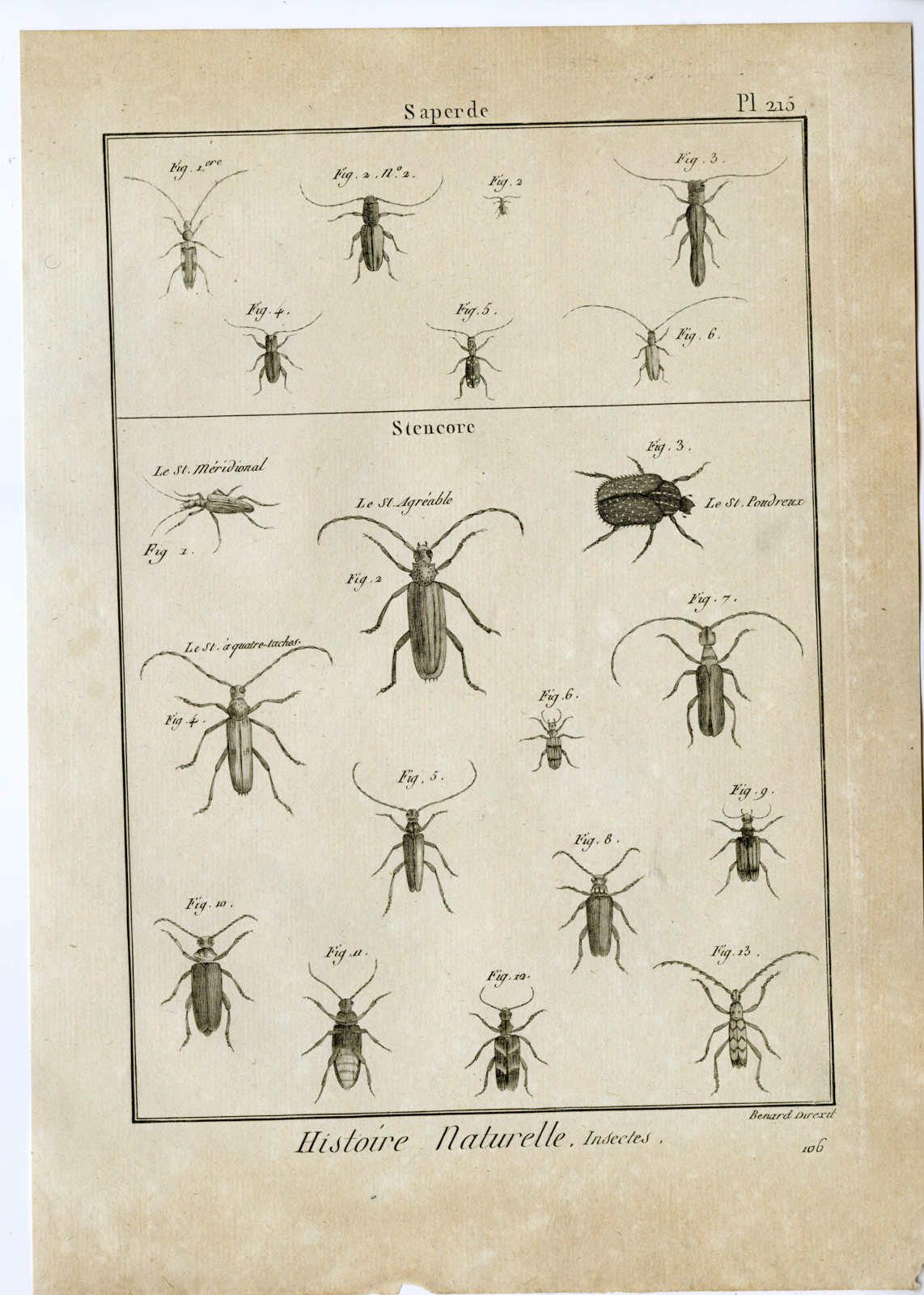 , Catalogue-Ad’l INSECTS-beetles-Panckoucke-1797, Pictura Antique Prints