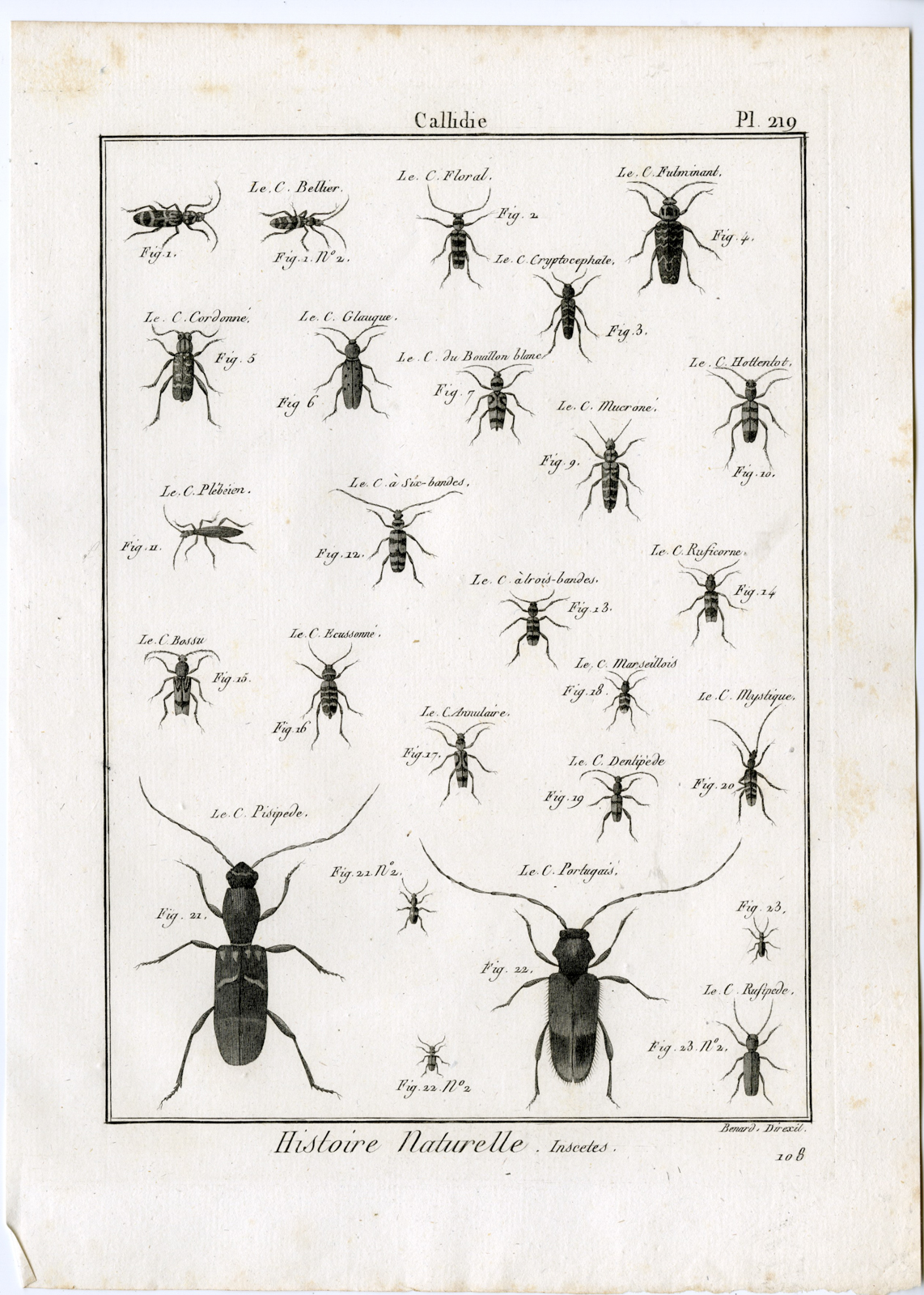 , Catalogue-Ad’l INSECTS-beetles-Panckoucke-1797, Pictura Antique Prints