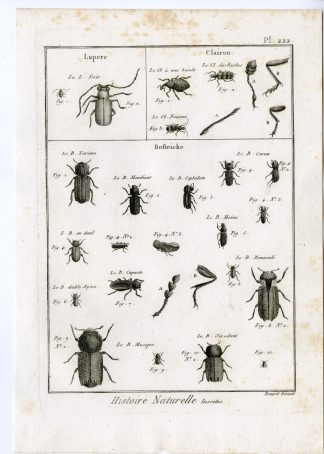 Antique Print-AUGER-POWDERPOST-BEETLES-PL-222-Panckoucke-1797