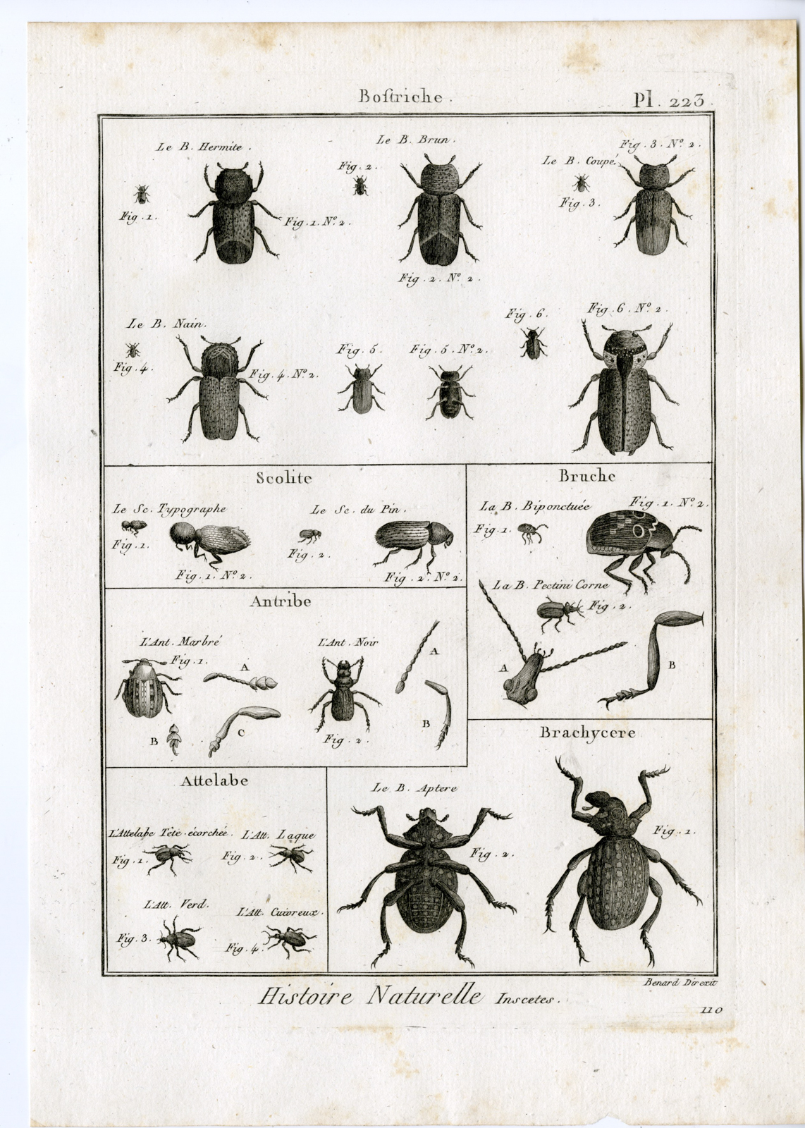 , Catalogue-Ad’l INSECTS-beetles-Panckoucke-1797, Pictura Antique Prints