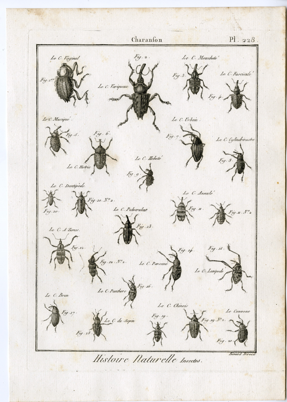 , Catalogue-Ad’l INSECTS-beetles-Panckoucke-1797, Pictura Antique Prints