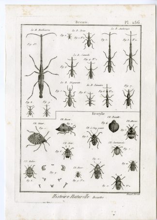Antique Print-PLEASING FUNGUS-BEETLES-PL.236-Panckoucke-1797