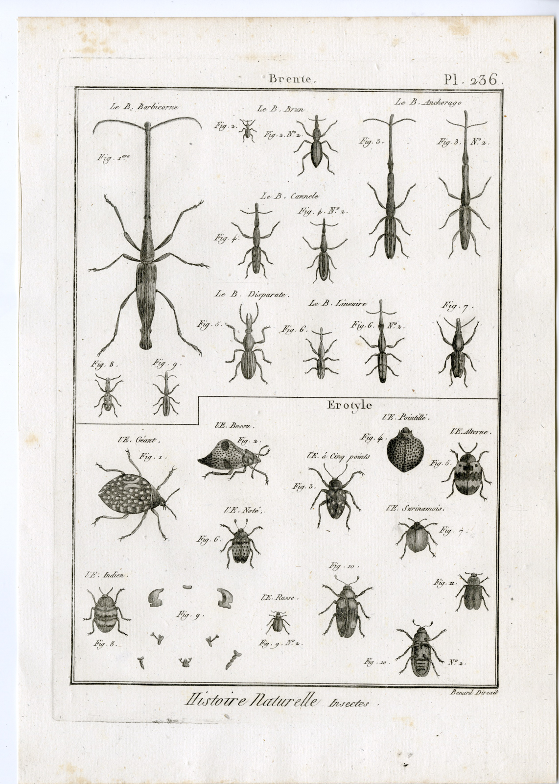 , Antique Print-PLEASING FUNGUS-BEETLES-PL.236-Panckoucke-1797, Pictura Antique Prints
