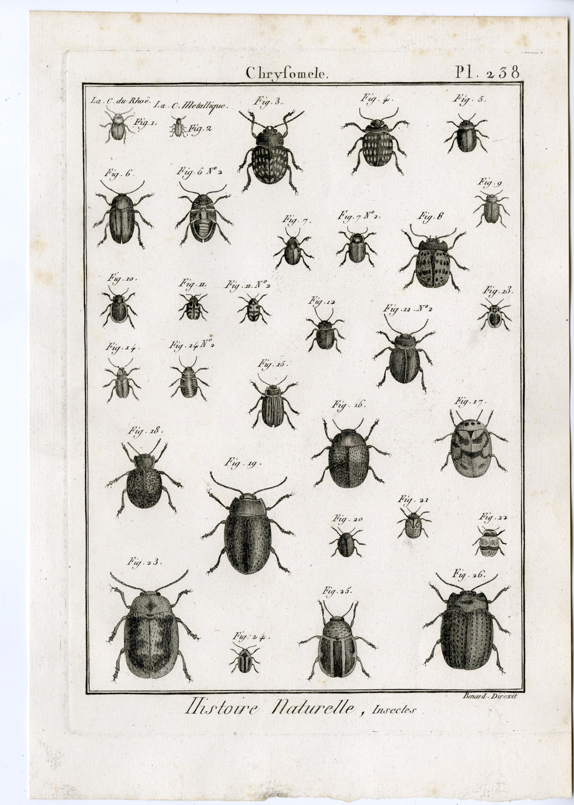 , Catalogue-Ad’l INSECTS-beetles-Panckoucke-1797, Pictura Antique Prints