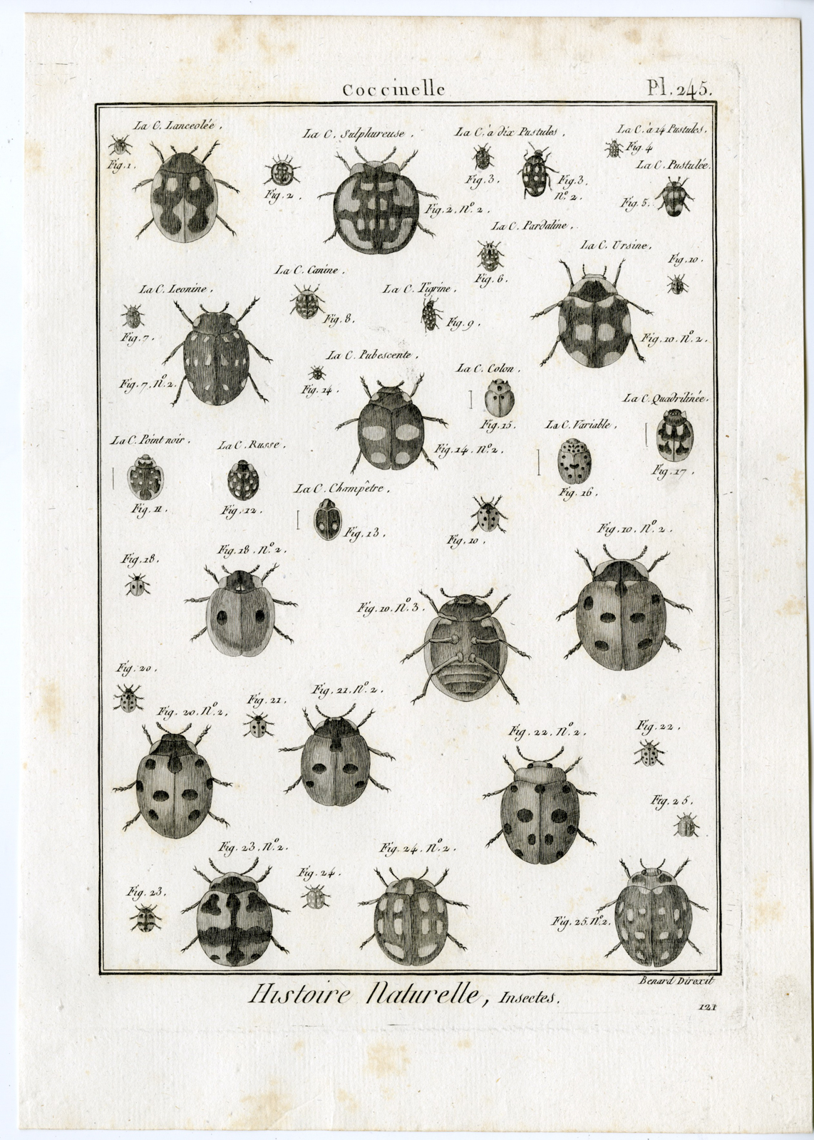 , Catalogue-Ad’l INSECTS-beetles-Panckoucke-1797, Pictura Antique Prints