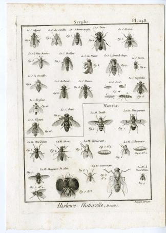 Antique Print-HOVER FLY-FLIES-PL.248-Panckoucke-1797