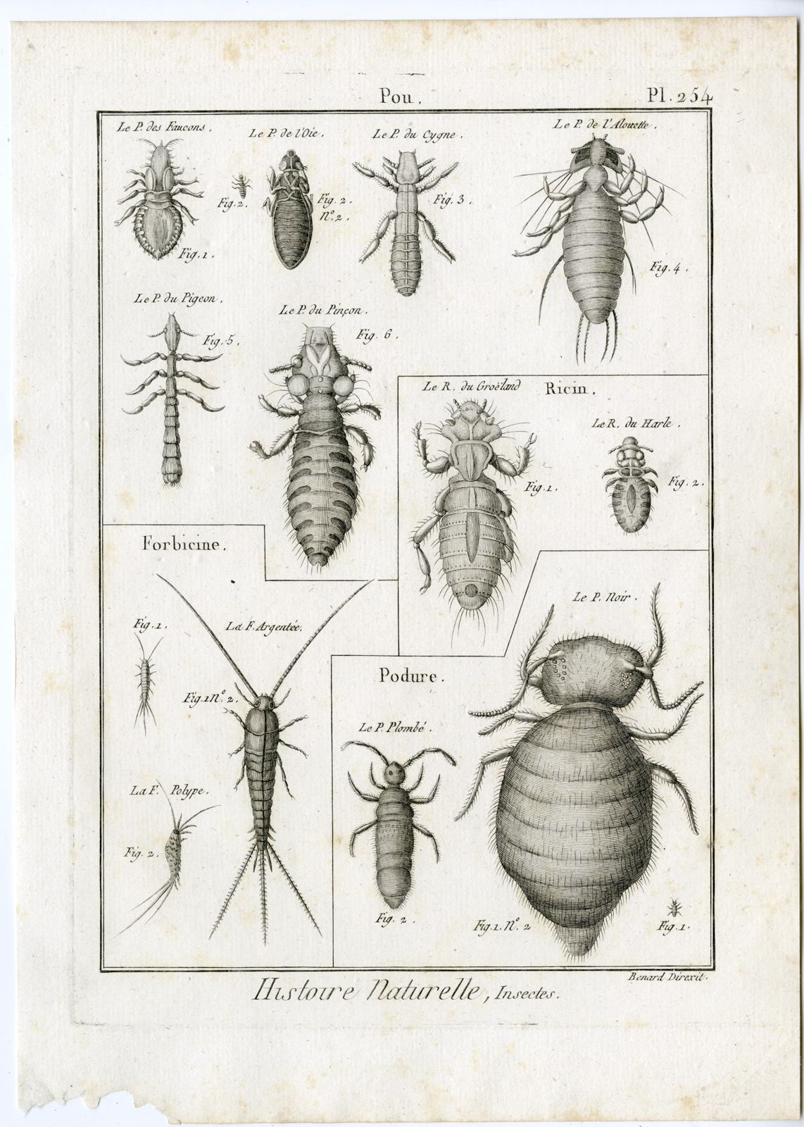 , Catalogue-Ad’l INSECTS-beetles-Panckoucke-1797, Pictura Antique Prints