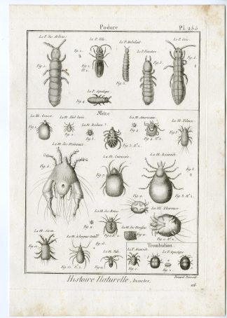 Antique Print-SPRINGTAIL-MITE-PL.255-Panckoucke-1797