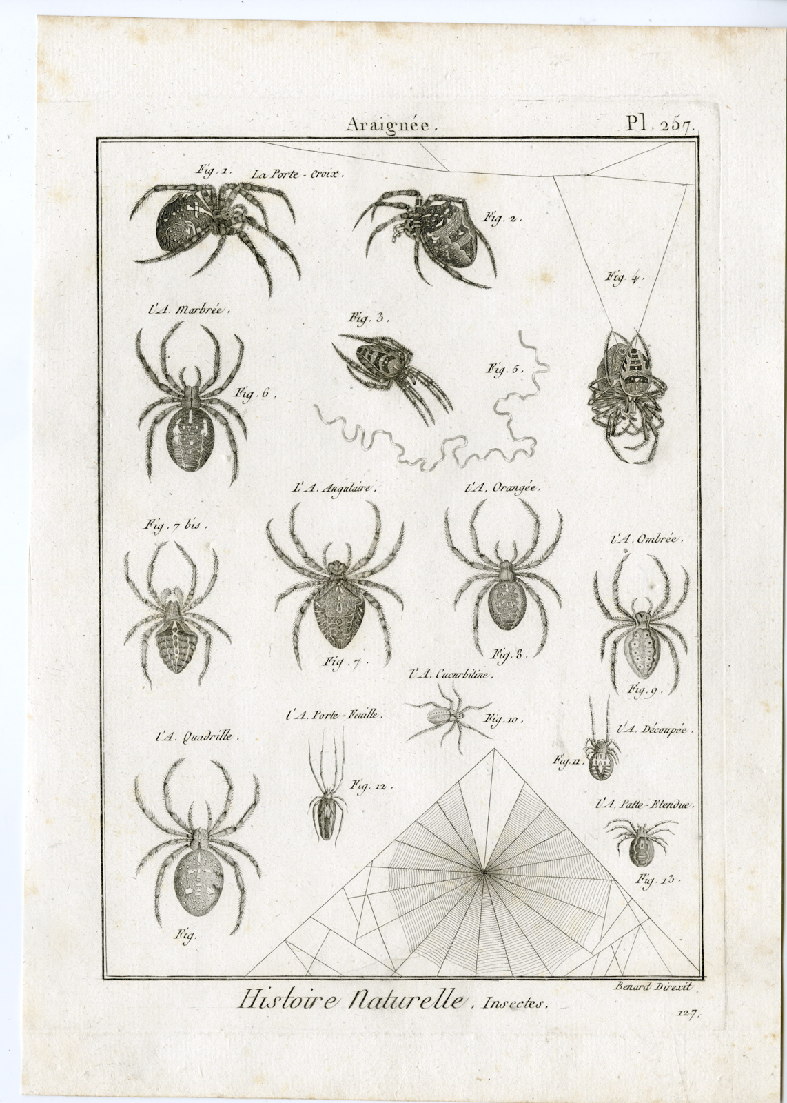 , Catalogue-Ad’l INSECTS-beetles-Panckoucke-1797, Pictura Antique Prints