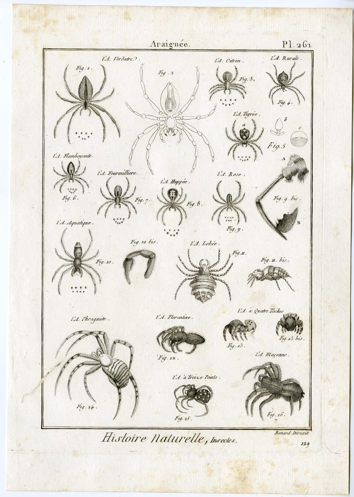 , Catalogue-Ad’l INSECTS-beetles-Panckoucke-1797, Pictura Antique Prints