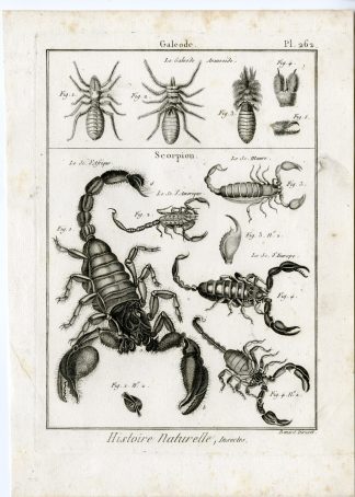 Antique Print-GALEODE-SCORPION-PL-262-Panckoucke-1797