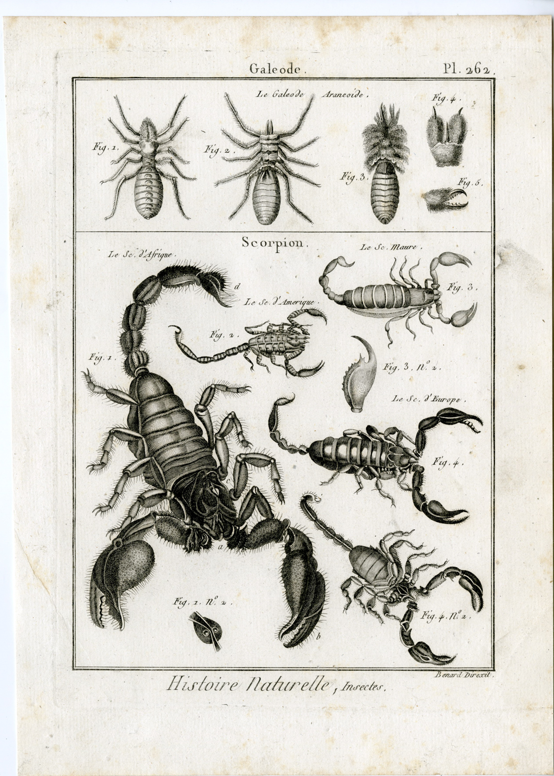 Pictura 07797 416x583 Antique Print-GALEODE-SCORPION-PL-262-Panckoucke-1797