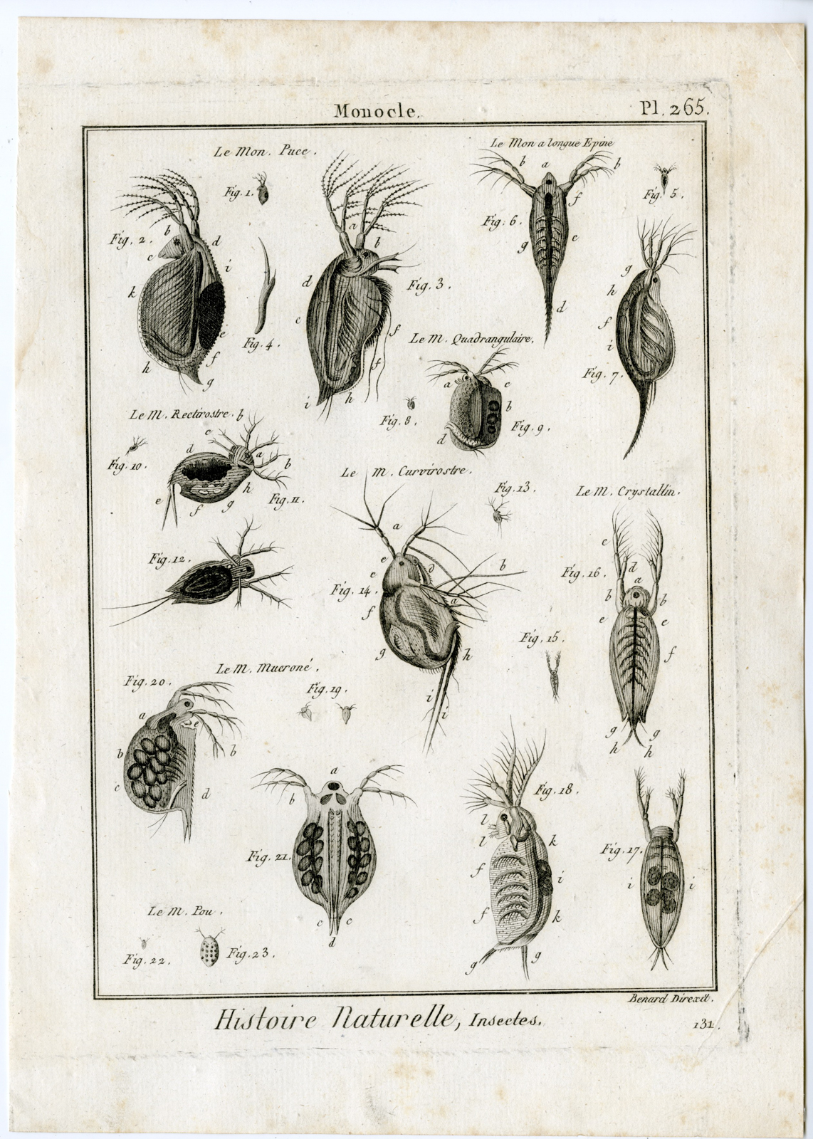 , Catalogue-Ad’l INSECTS-beetles-Panckoucke-1797, Pictura Antique Prints