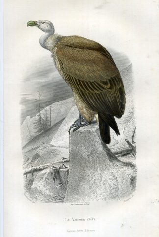 Buffon 1853 catalogue