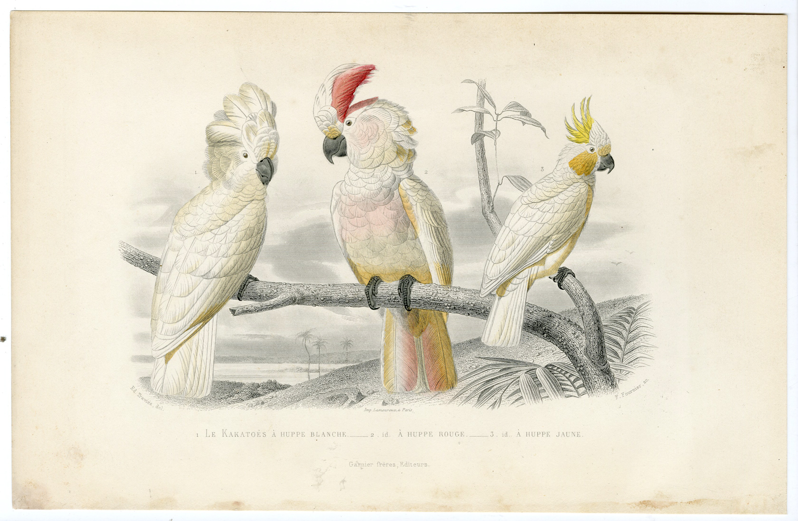 , Antique Print-YELLOW CRESTED COCKATOO-WHITE-PINK-Fournier-Buffon-Travies-1853, Pictura Antique Prints