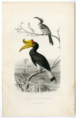Antique Print-RHINOCEROS HORNBILL-RED BILLED-Pardinel-Buffon-Travies-1853
