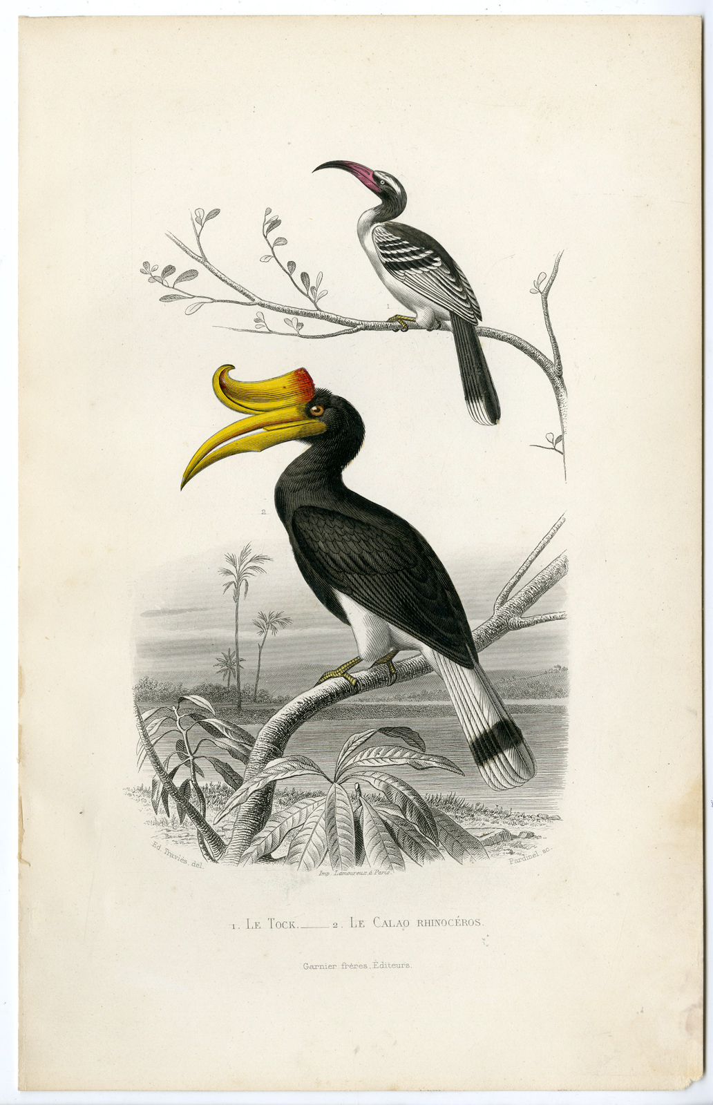 Pco 14730 416x645 Antique Print-RHINOCEROS HORNBILL-RED BILLED-Pardinel-Buffon-Travies-1853