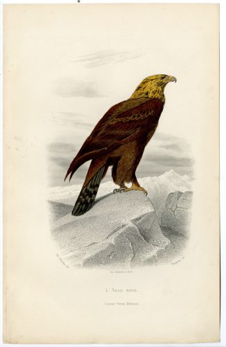 Antique Print-GOLDEN EAGLE-AQUILA CHRYSAETOS-Paquien-Buffon-Travies-1853