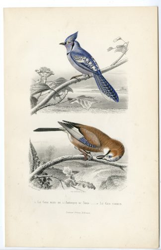 Antique Print-BLUE JAY-EURASIAN-CYANOCITTA CRISTATA-Pardinel-Buffon-Travies-1853