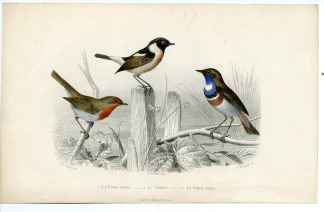 Antique Print-EUROPEAN ROBIN-WHEATEAR-BLUETHROAT-Fournier-Buffon-Travies-1853