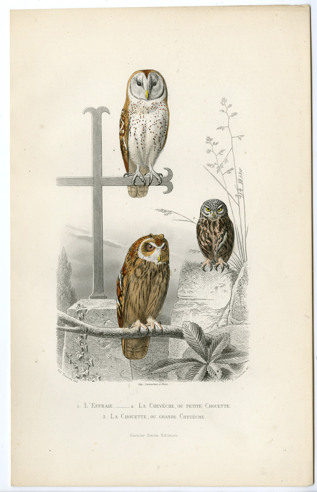 , Antique Print-BARN OWL-STRIX-TAWNY-CHOUETTE-Fournier-Buffon-Travies-1853, Pictura Antique Prints