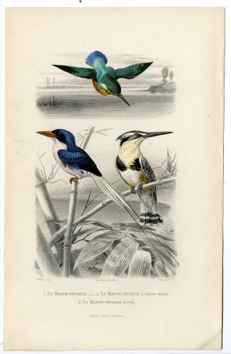 Antique Print-COMMON KINGFISHER-PARADISE-CRESTED-Fournier-Buffon-Travies-1853