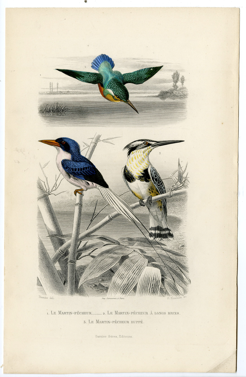 , Antique Print-COMMON KINGFISHER-PARADISE-CRESTED-Fournier-Buffon-Travies-1853, Pictura Antique Prints