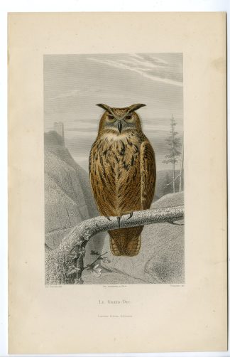 Antique Print-EURASIAN EAGLE OWL-BUBO-Paquien-Buffon-Travies-1853