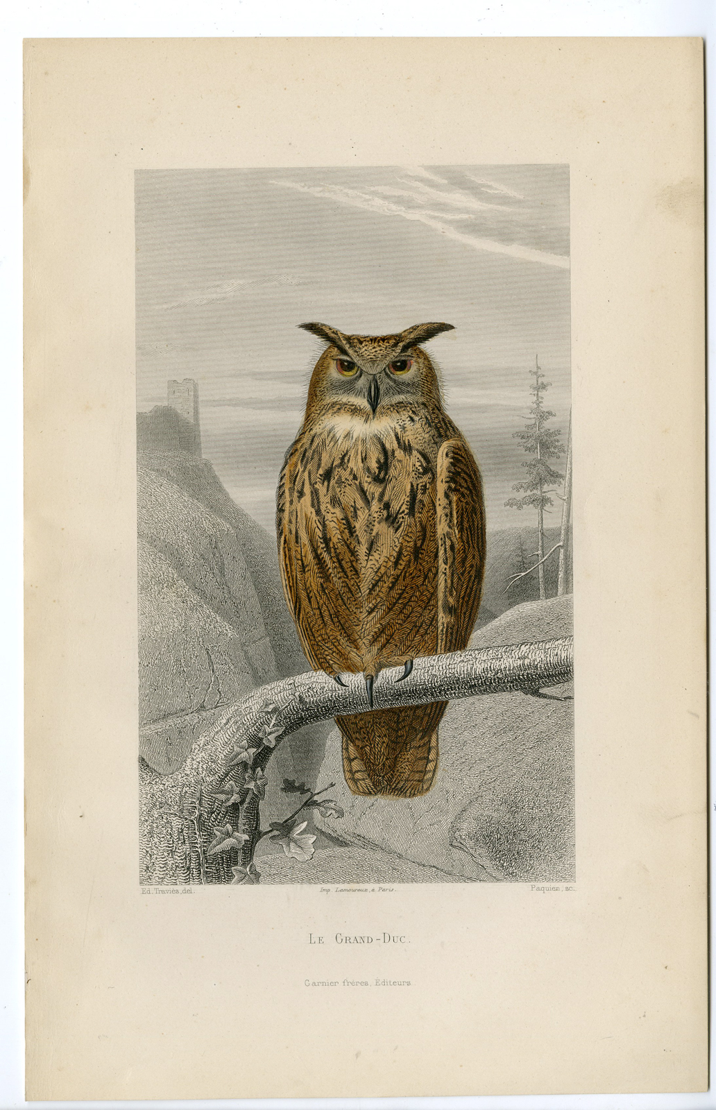 , Antique Print-EURASIAN EAGLE OWL-BUBO-Paquien-Buffon-Travies-1853, Pictura Antique Prints