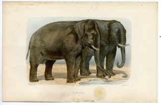 Antique Print-ASIAN ELEPHANT-ELEPHAS MAXIMUS-Ramus-Buffon-Gobin-1853