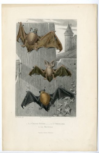 Antique Print-LONG EARED BAT-VESPER-Paquien-Buffon-Travies-1853