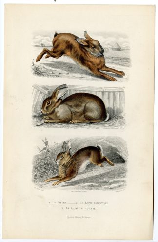 Antique Print-HARE-DOMESTIC RABBIT-EUROPEAN-LAPIN-Paquien-Buffon-Gobin-1853