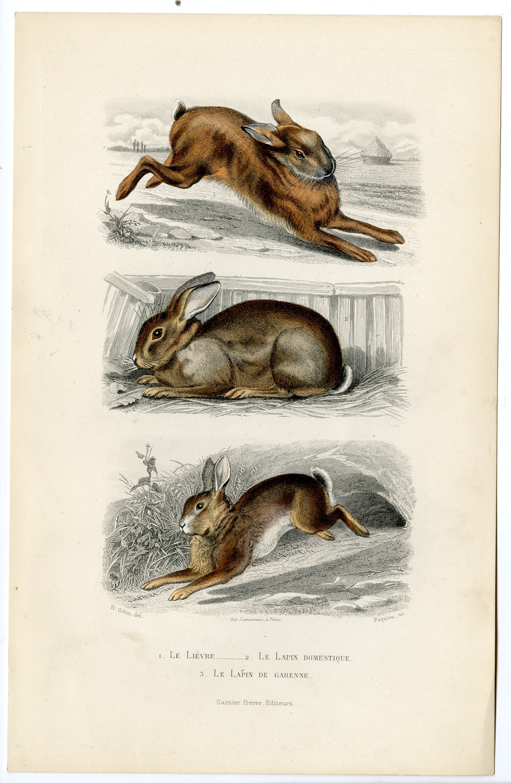 , Antique Print-HARE-DOMESTIC RABBIT-EUROPEAN-LAPIN-Paquien-Buffon-Gobin-1853, Pictura Antique Prints