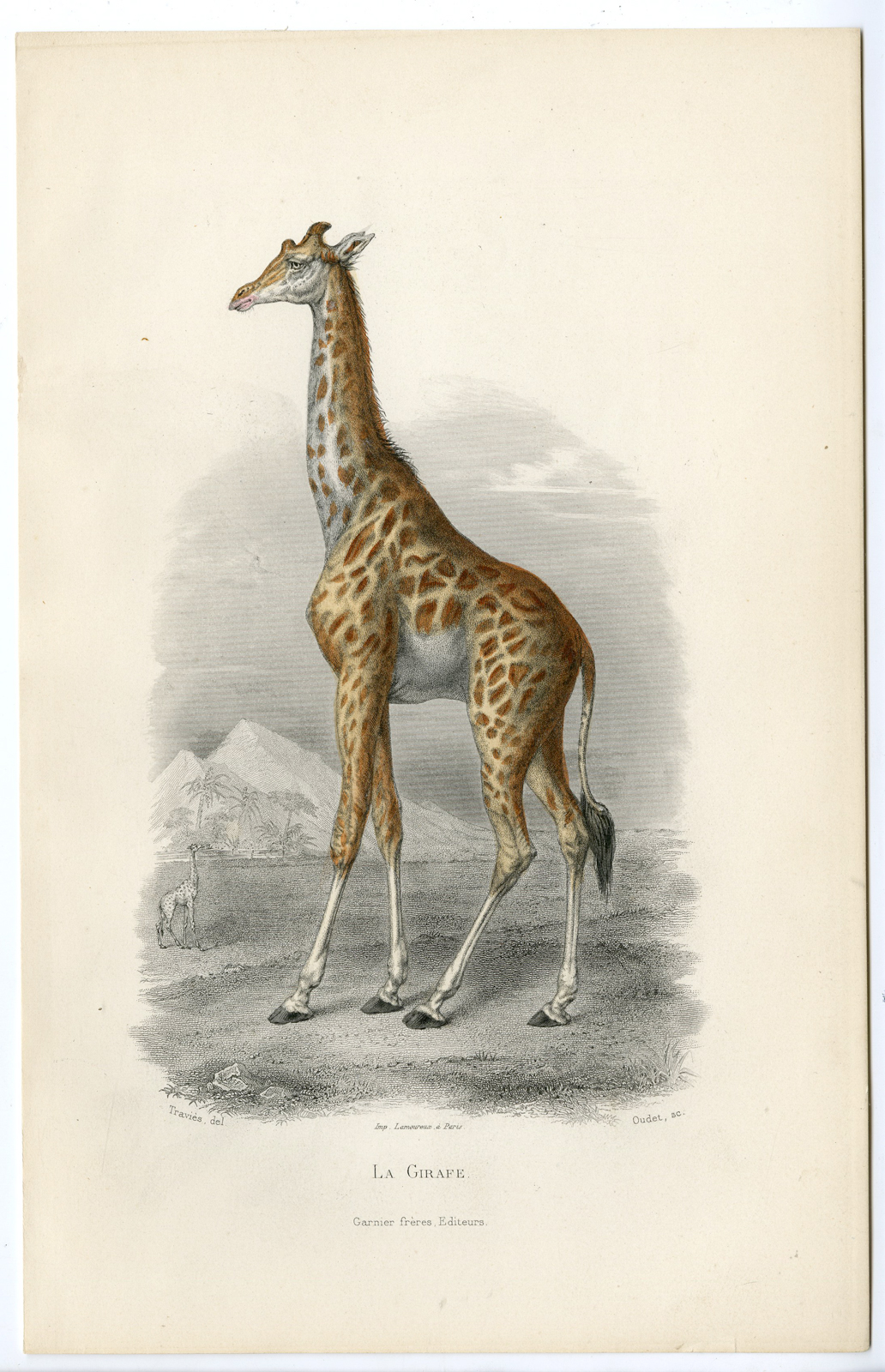 , Antique Print-GIRAFFE-GIRAFFIDAE-GIRAFE-Oudet-Buffon-Travies-1853, Pictura Antique Prints