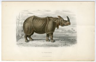 Antique Print-INDIAN RHINOCEROS-UNICORNIS-Oudet-Buffon-Travies-1853