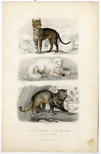 Antique Print-DOMESTIC CAT-WILD-ANGORA-MOGGY-Paquien-Buffon-Gobin-1853
