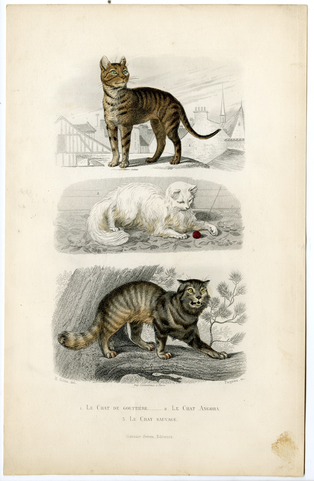 , Antique Print-DOMESTIC CAT-WILD-ANGORA-MOGGY-Paquien-Buffon-Gobin-1853, Pictura Antique Prints
