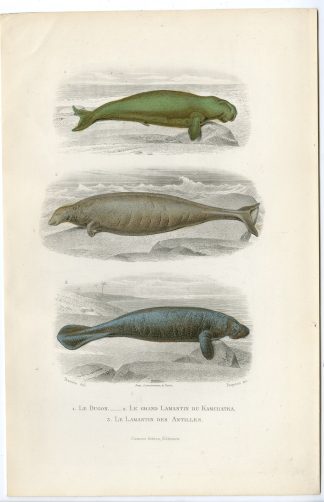 Antique Print-DUGONG DUGON-MANATEE-LAMANTIN-Paquien-Buffon-Travies-1853