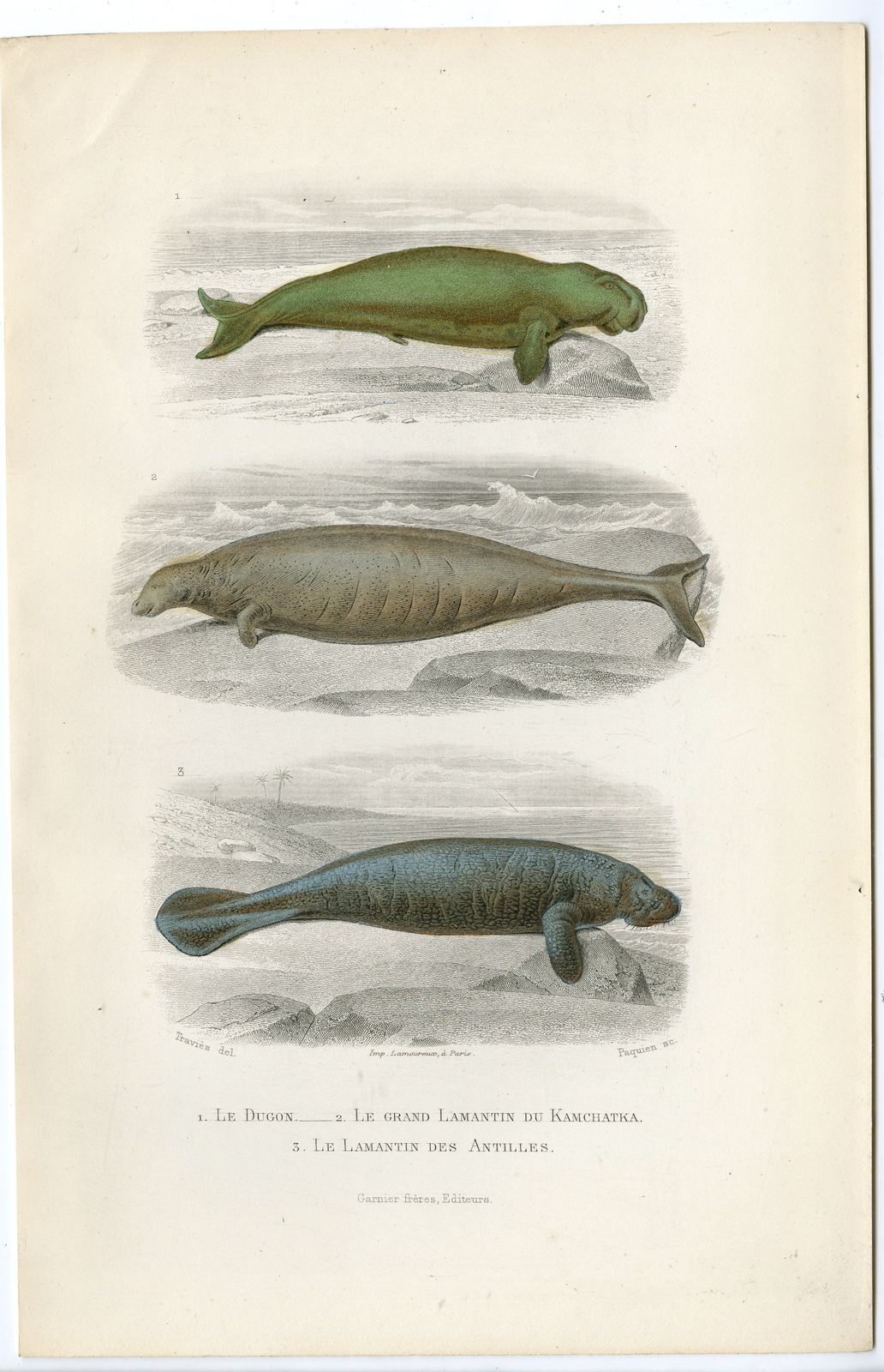 , Antique Print-DUGONG DUGON-MANATEE-LAMANTIN-Paquien-Buffon-Travies-1853, Pictura Antique Prints