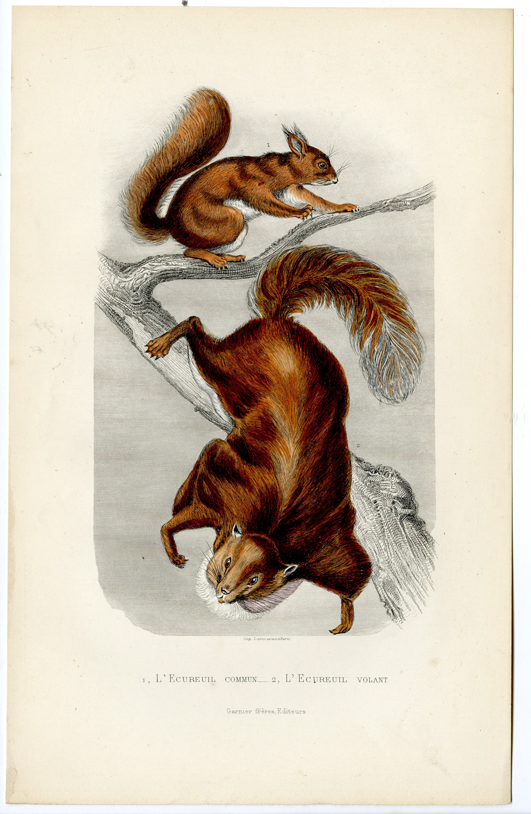 , Antique Print-RED SQUIRREL-FLYING-SCIURUS VULGARIS-Buffon-1853, Pictura Antique Prints