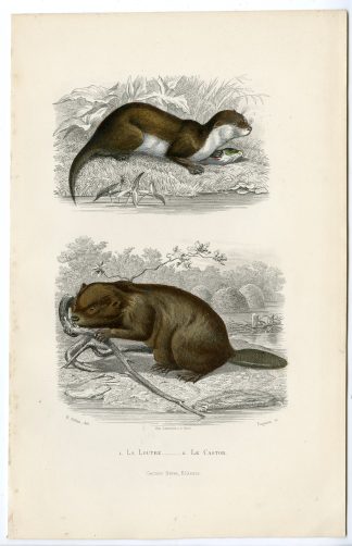 Antique Print-OTTER-LUTRA-BEAVER-CASTOR-RODENT-Paquien-Buffon-Gobin-1853