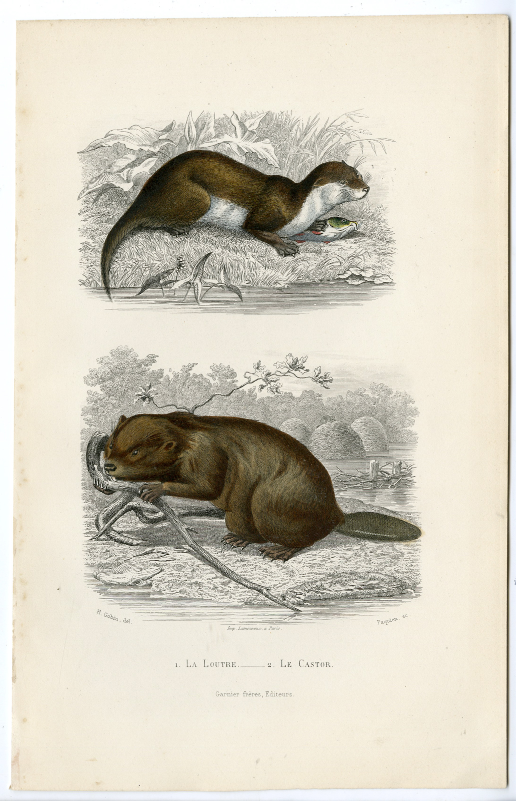 , Antique Print-OTTER-LUTRA-BEAVER-CASTOR-RODENT-Paquien-Buffon-Gobin-1853, Pictura Antique Prints