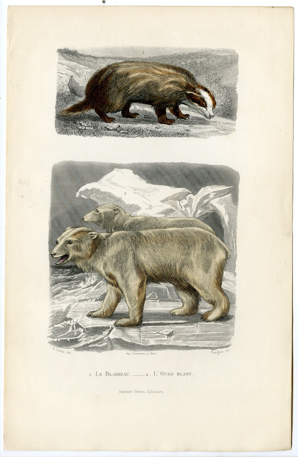 Pco 14751 416x637 Antique Print-BADGER-MELES-POLAR BEAR-URSUS MARITIMUS-Nargeot-Buffon-Gobin-1853