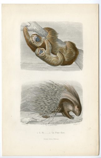 Antique Print-PORCUPINE-PALE THROATED SLOTH-AI-Nargeot-Buffon-Gobin-1853